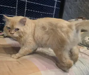 Persian Cat
