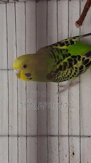 Full Adult Female