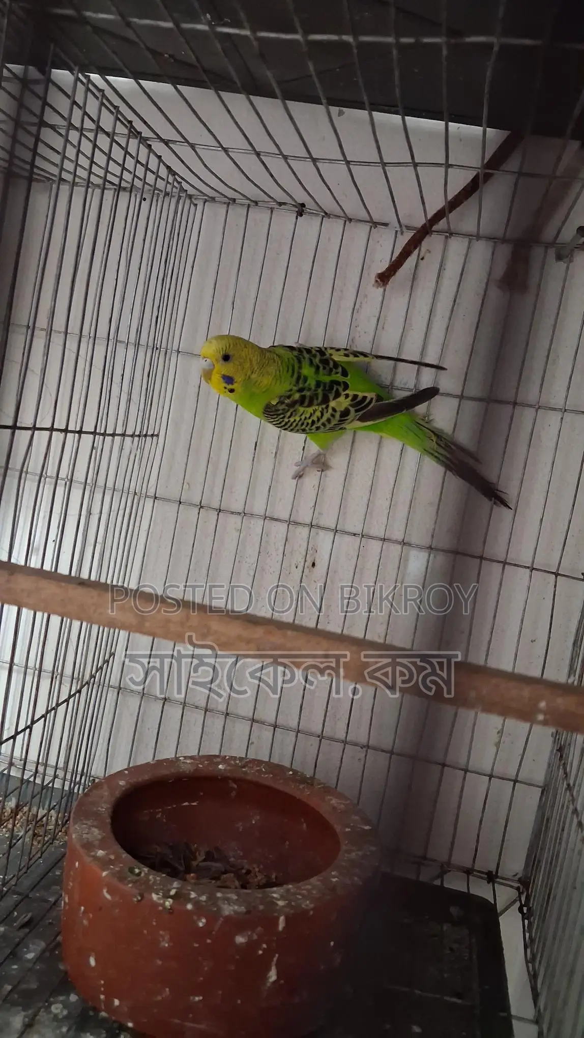 Full Adult Female