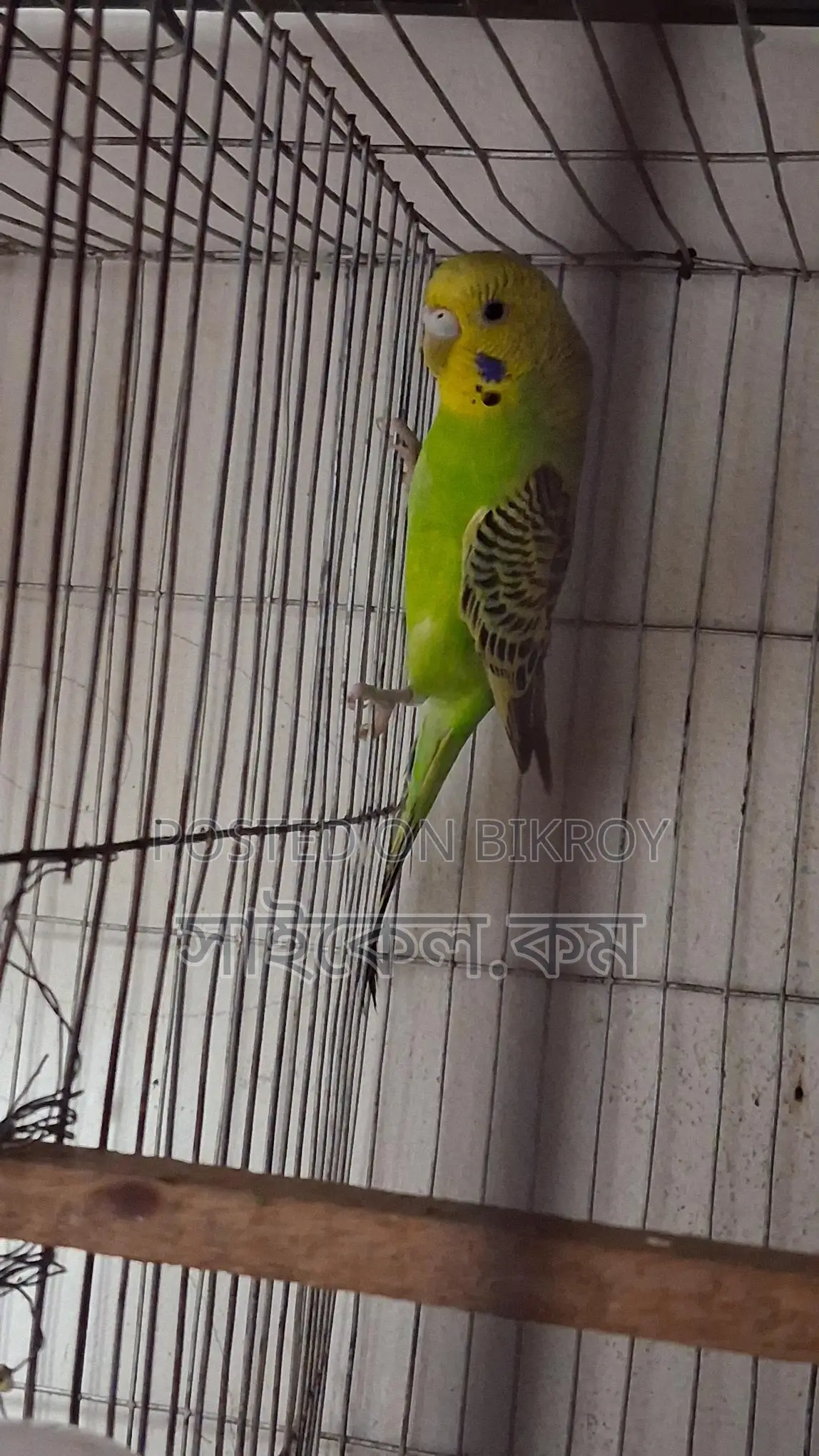 Full Adult Female