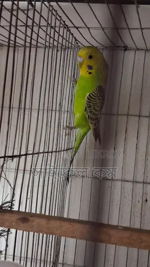 Full Adult Female