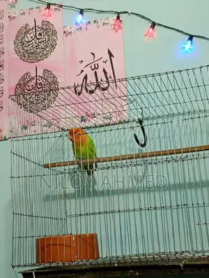 Love Bird