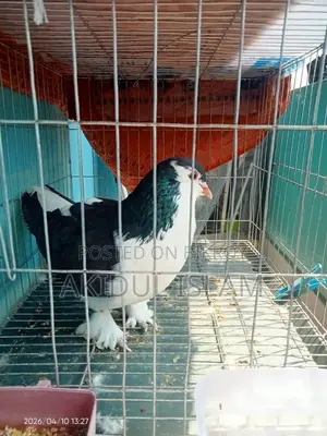 কবুতর বিক্রয়