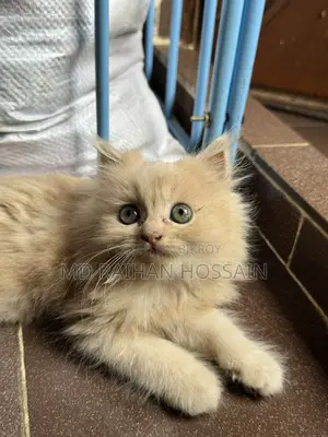Persian Cat Sell Post