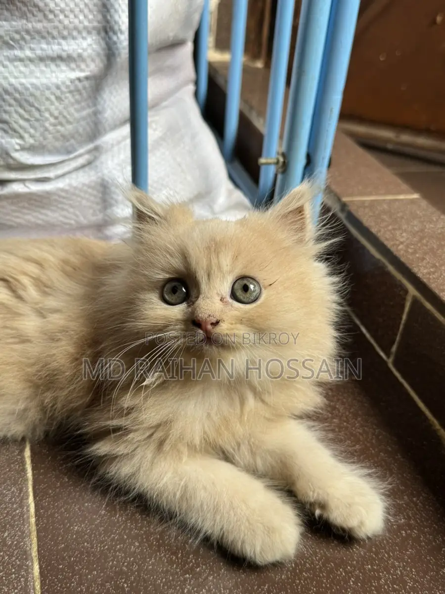 Persian Cat Sell Post