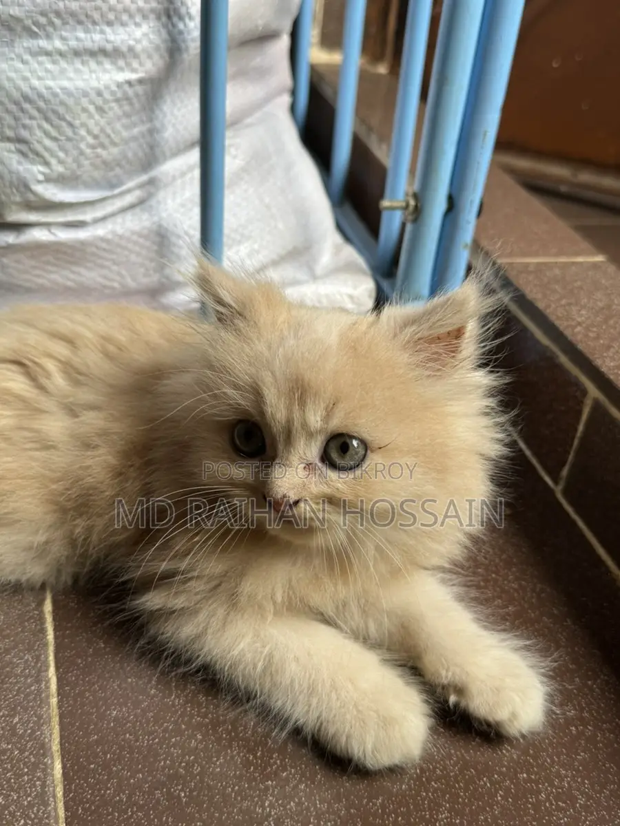 Persian Cat Sell Post