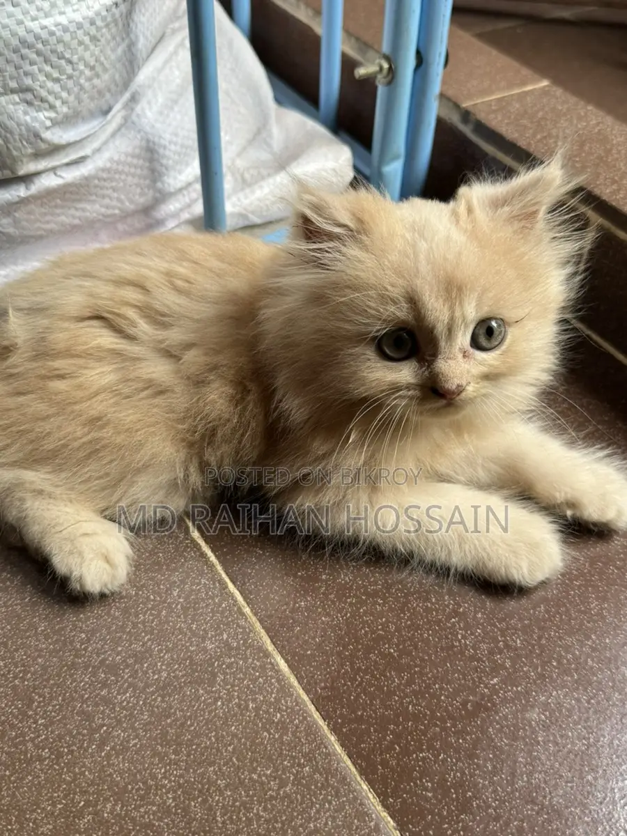 Persian Cat Sell Post