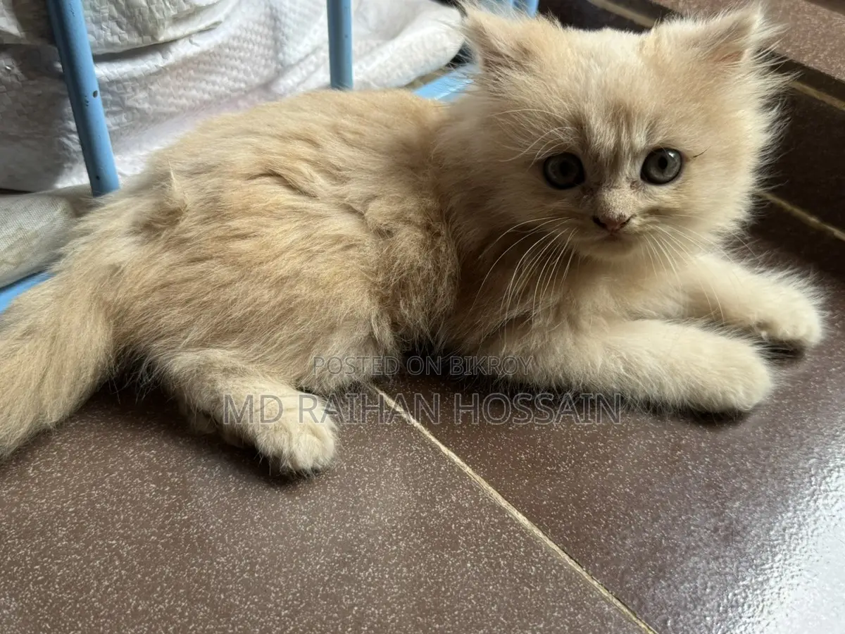 Persian Cat Sell Post