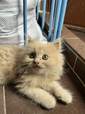 Persian Cat Sell Post