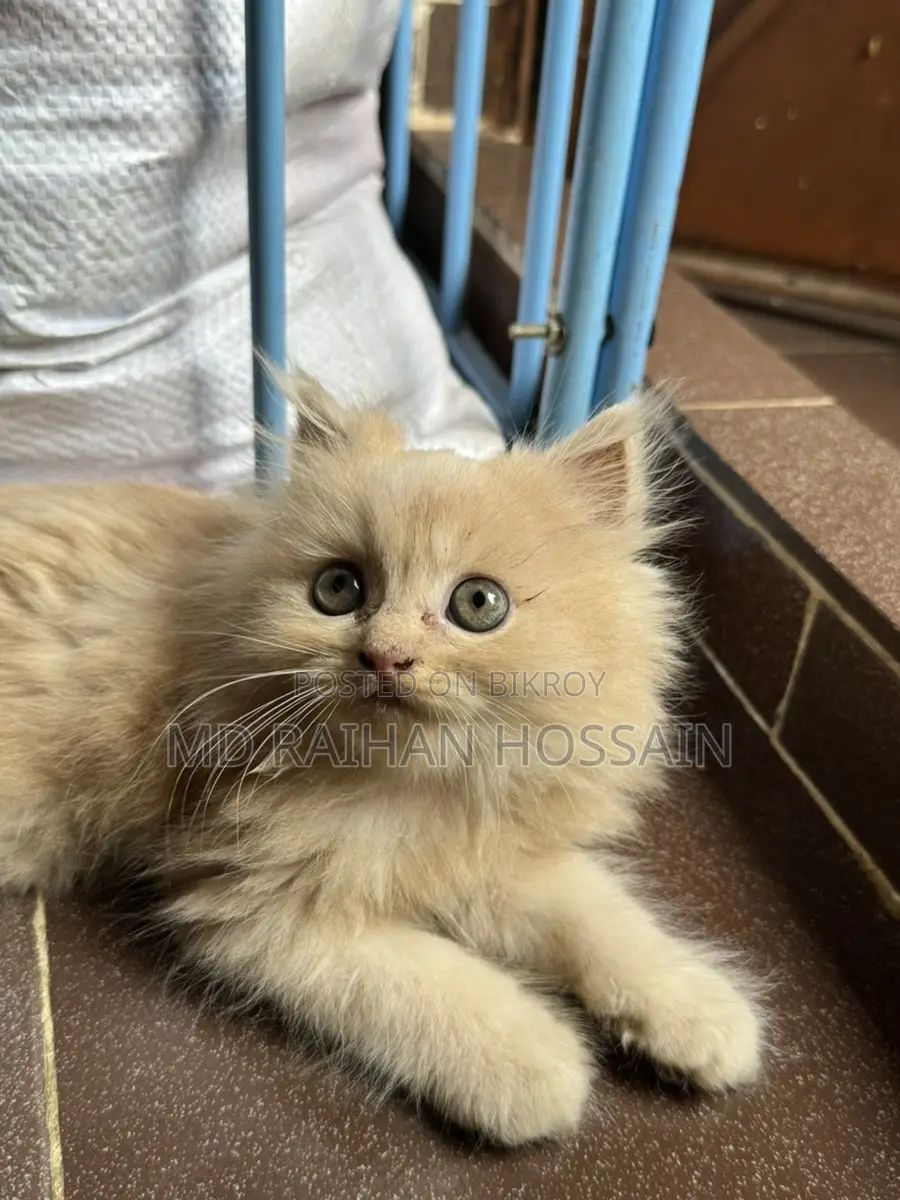 Persian Cat Sell Post