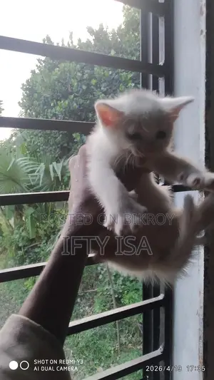 বিদেশি পার্শিয়ান বিড়ালের বাচ্চা বিক্রি হবে