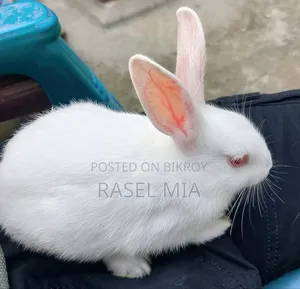 আমার টাকা দরকার তাই বিক্রি করবো