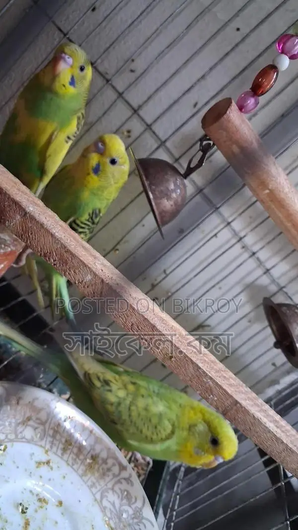 Semi-Adult Budgie