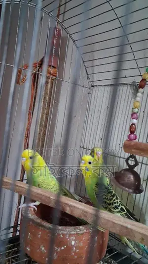 Semi-Adult Budgie