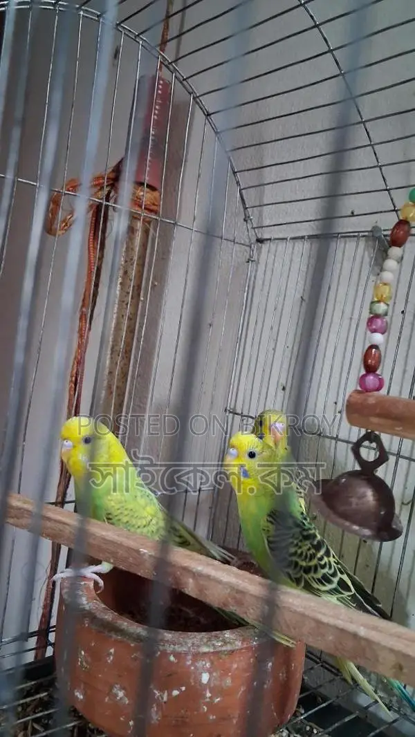 Semi-Adult Budgie