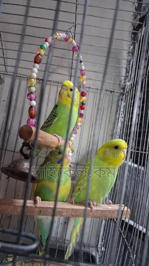 Semi-Adult Budgie