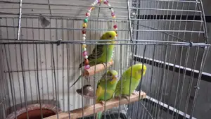 Semi-Adult Budgie