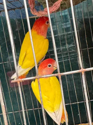 Love Birds