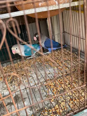 Love Birds
