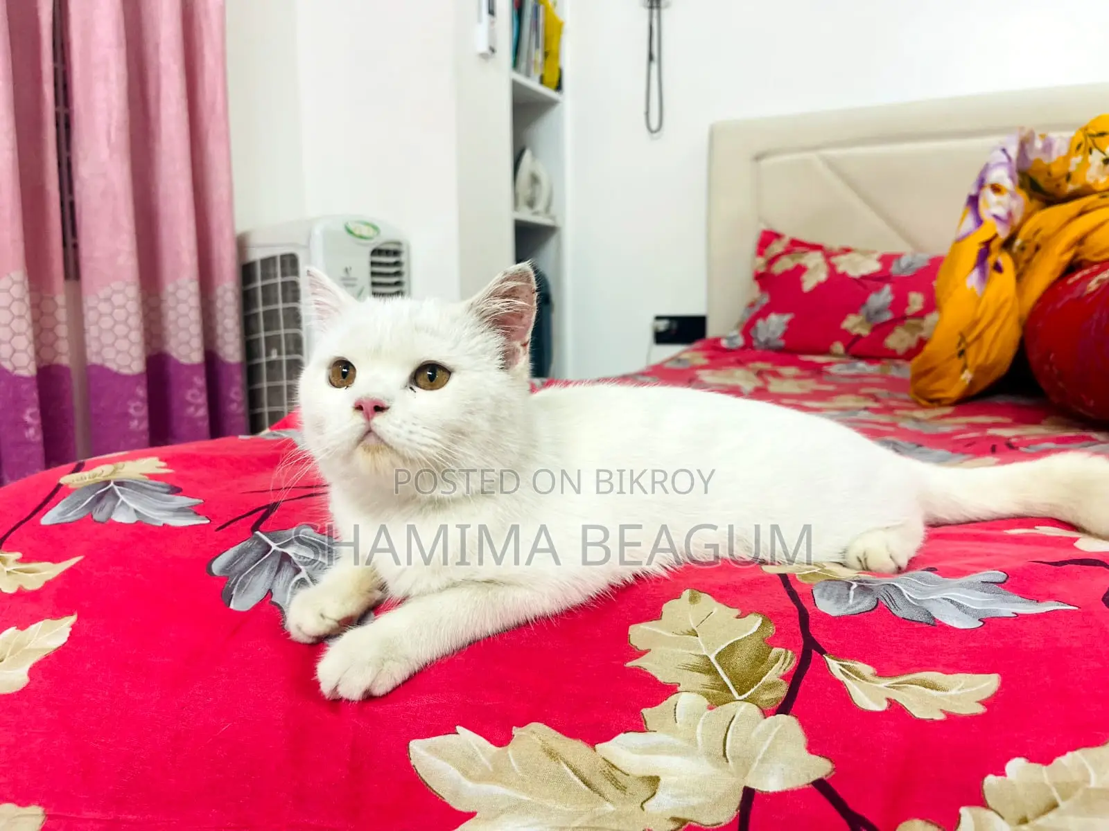 ক্যাট জোজো