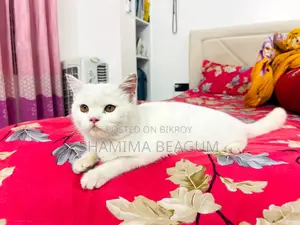 ক্যাট জোজো