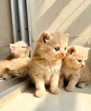 Pure Persian Kittens