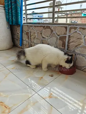 মিক্সড ব্রিড ফিমেইল বিড়াল