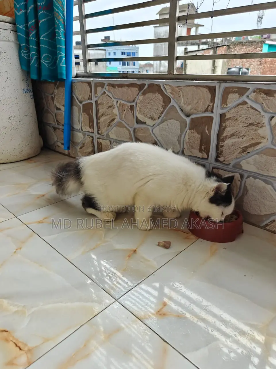 মিক্সড ব্রিড ফিমেইল বিড়াল