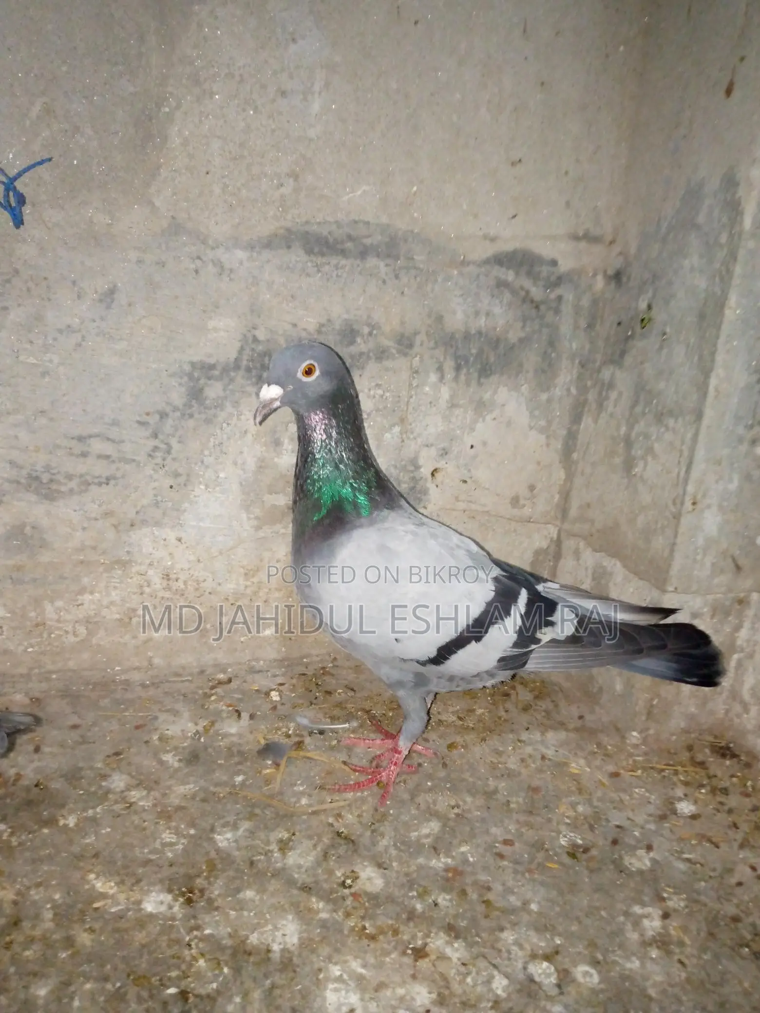 A Silver Homa Female Pigeon