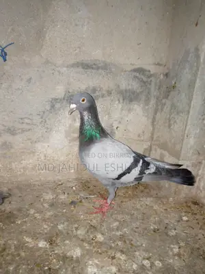 A Silver Homa Female Pigeon