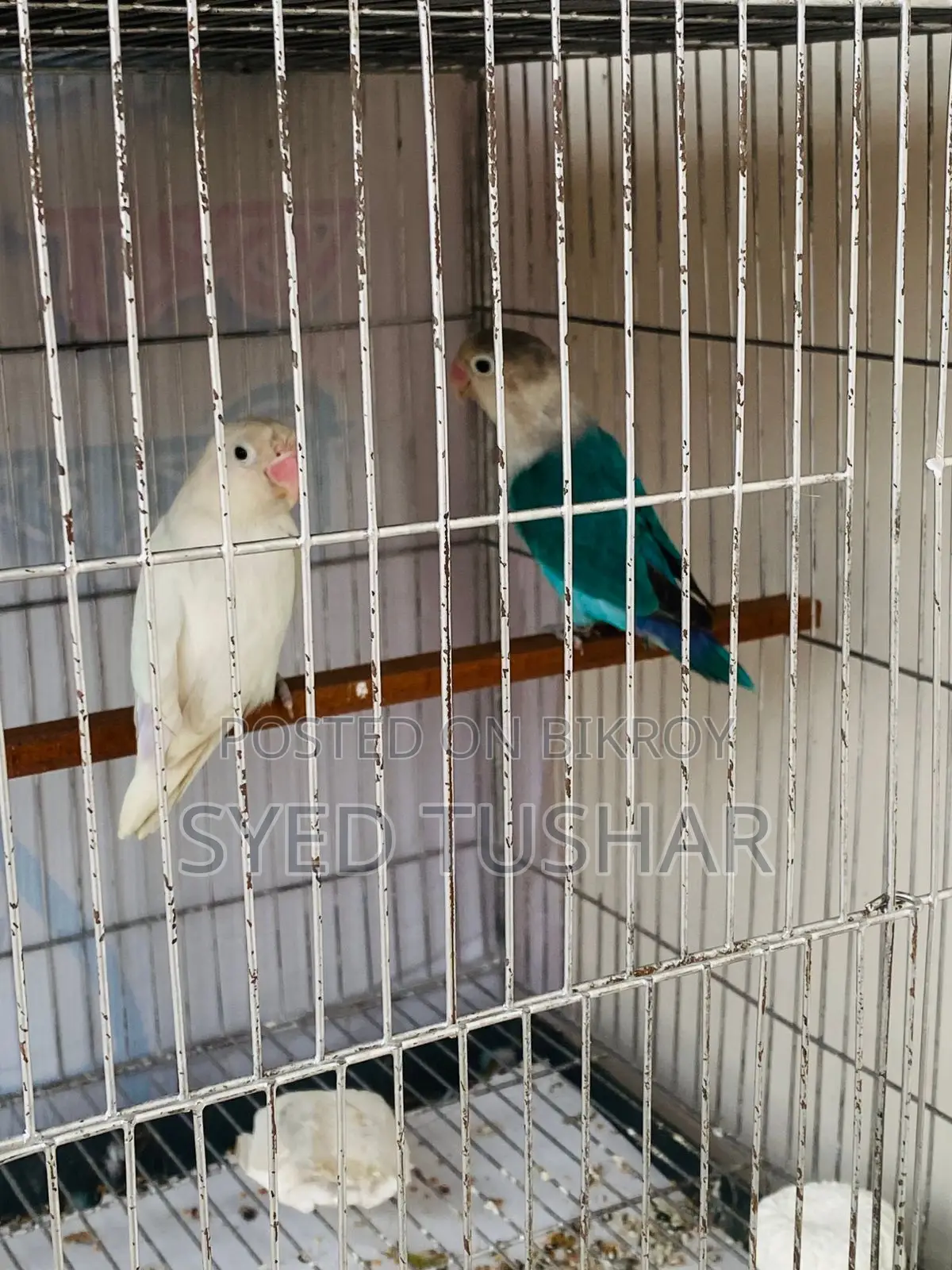 লাভ বার্ড