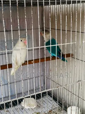 লাভ বার্ড