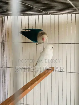 লাভ বার্ড