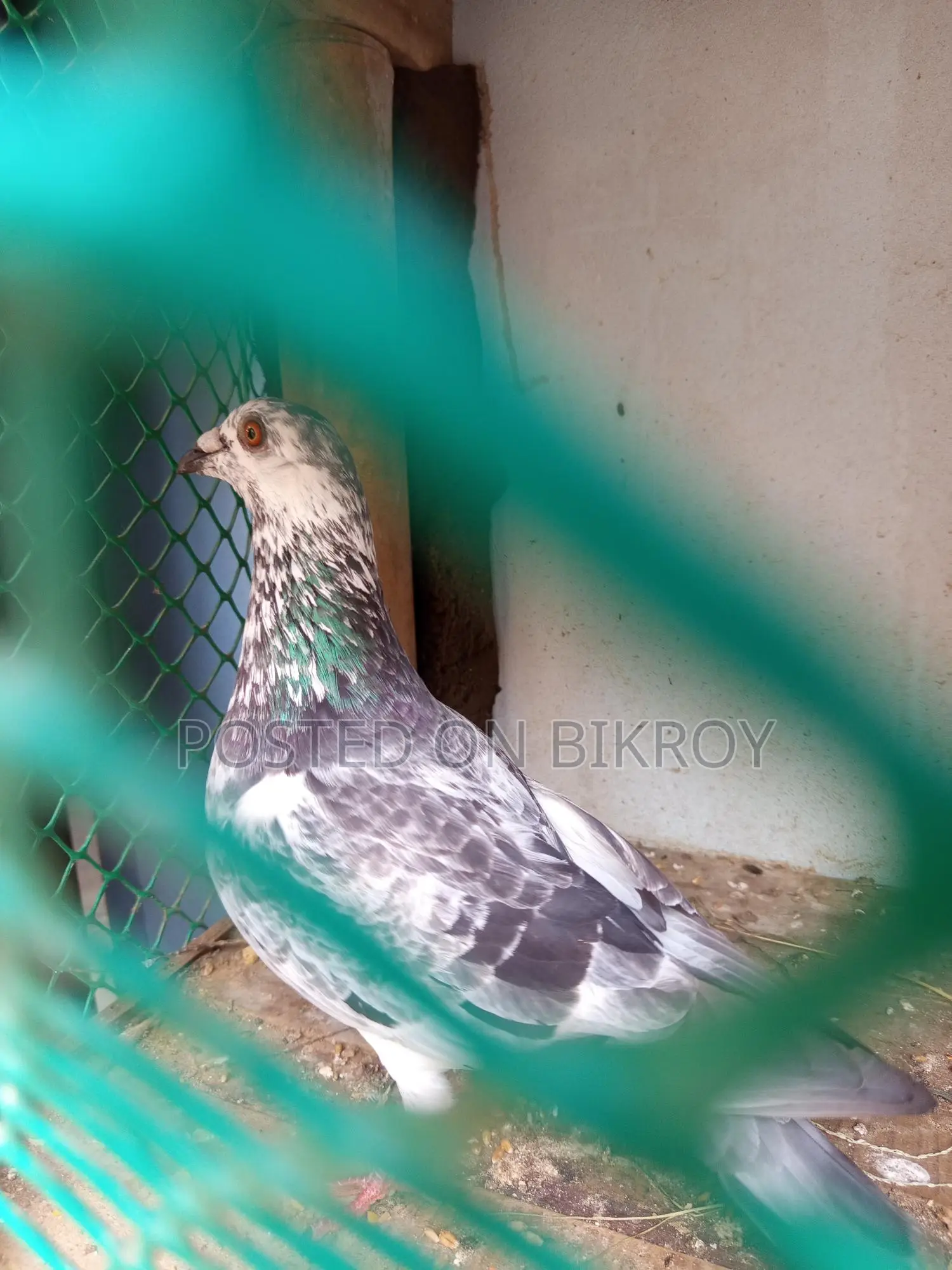 Grizzle Male Pigeon