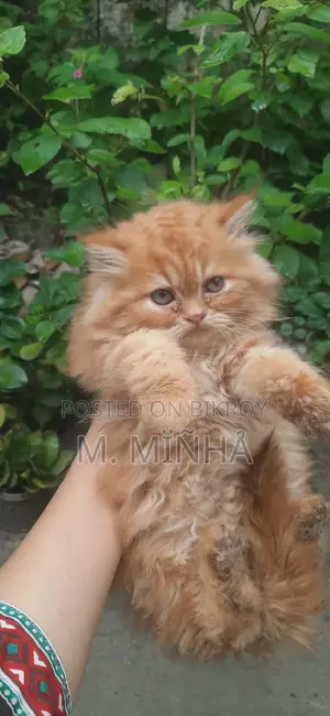 Persian Cat