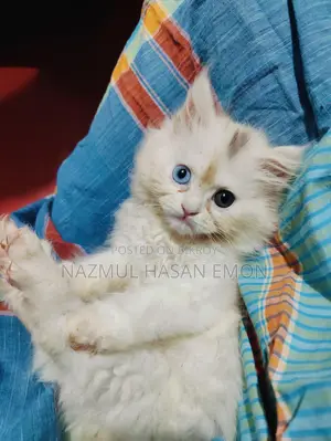 পার্সিয়ান ফিমেল কিটেন