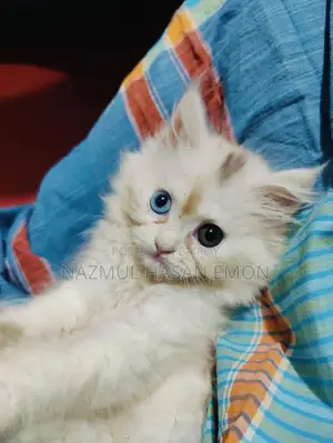 পার্সিয়ান ফিমেল কিটেন