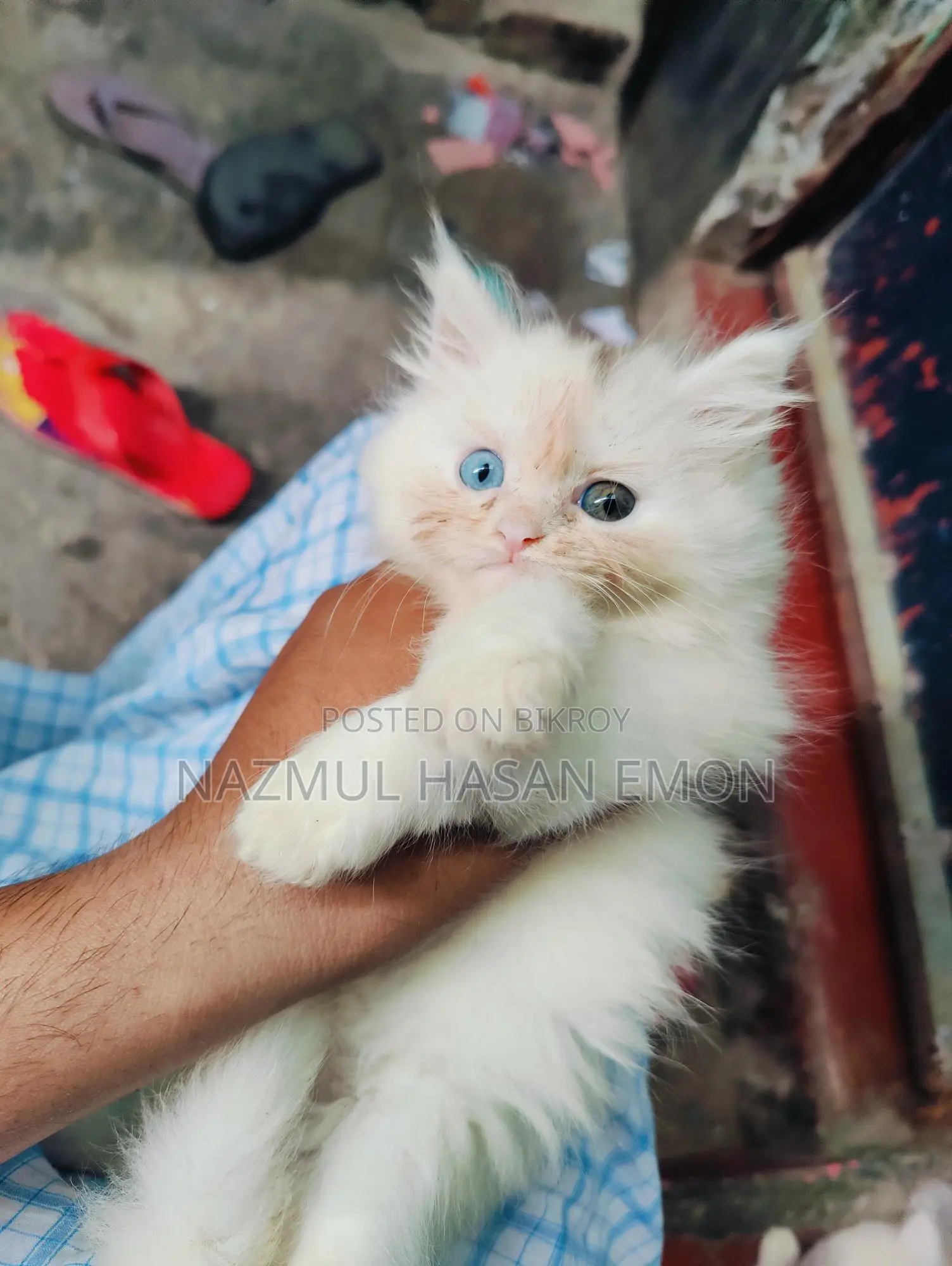 পার্সিয়ান ফিমেল কিটেন