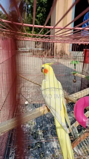 Lutino Cockatiel Master Pair