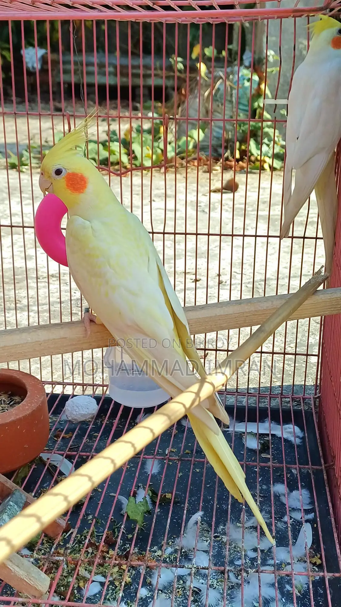 Lutino Cockatiel Master Pair