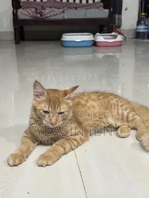 ৬-১২ মাস বয়সী মেল মিক্সড ব্রিড বিড়াল