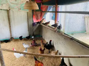 দেশি মুরগি বিক্রি