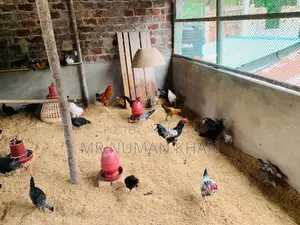 দেশি মুরগি বিক্রি
