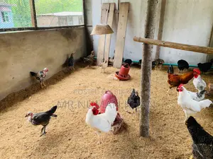 দেশি মুরগি বিক্রি
