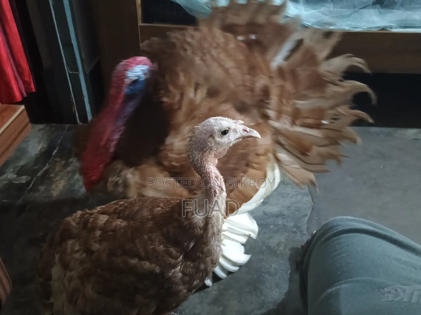 Turkey Running Pair