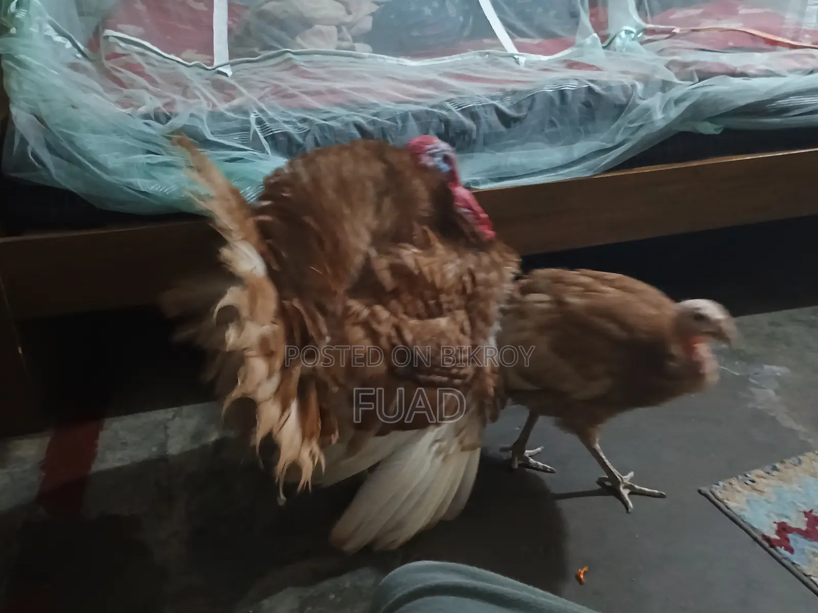 Turkey Running Pair