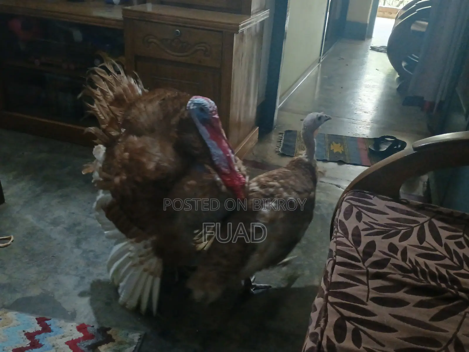 Turkey Running Pair
