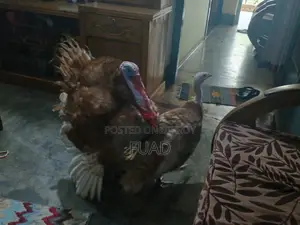 Turkey Running Pair