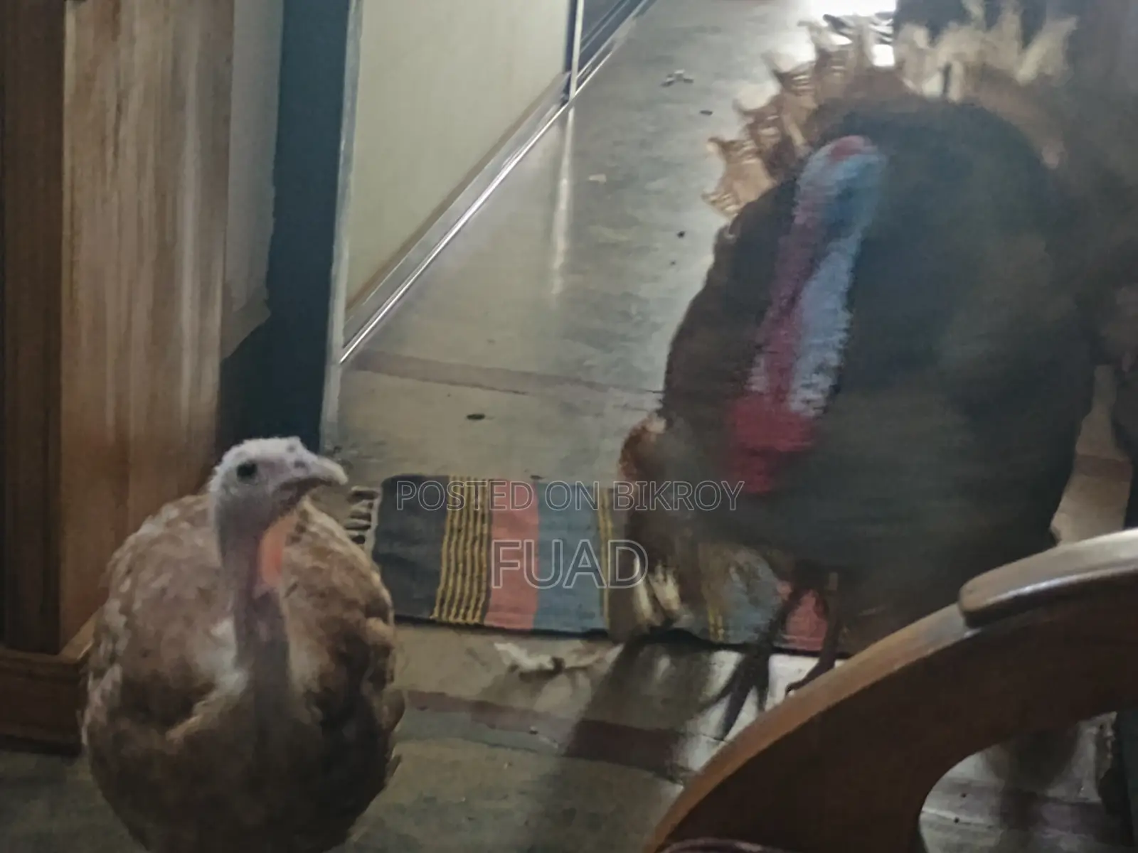 Turkey Running Pair