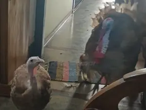 Turkey Running Pair